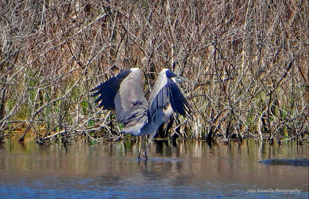 Samsung NX500 sample photo. Great blue heron may 6 photography