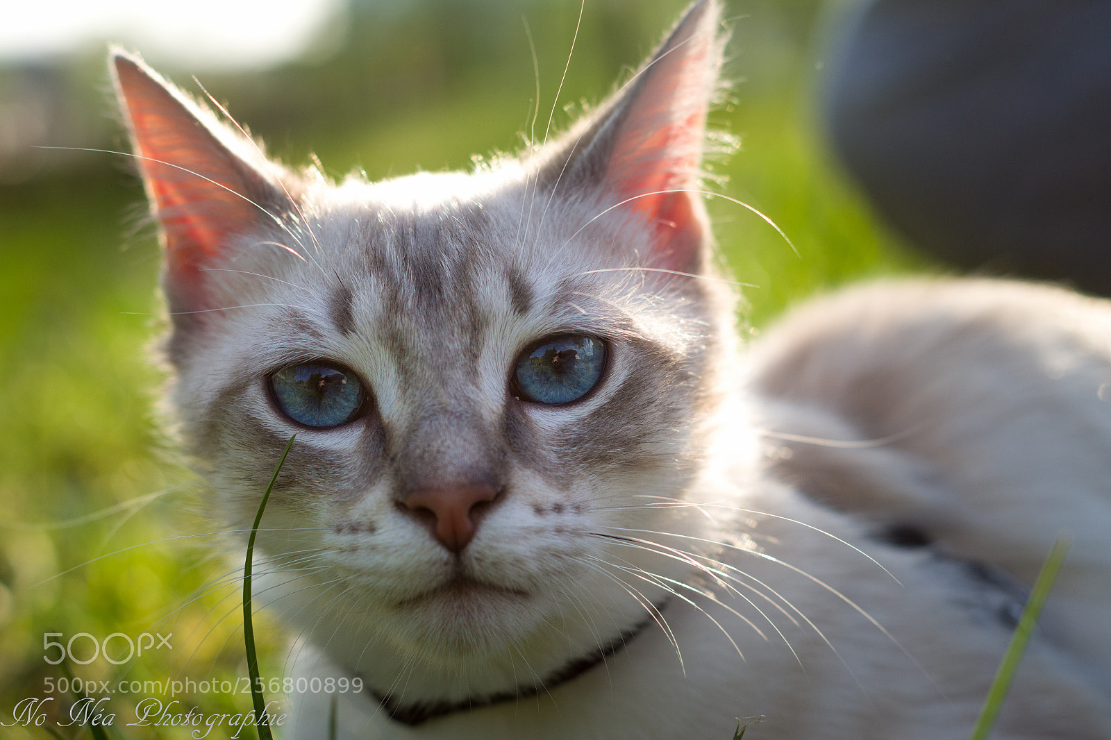 Pentax K-S2 sample photo. Blue eye cat photography