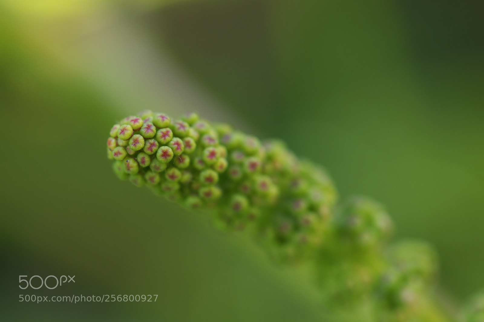 Canon EOS 77D (EOS 9000D / EOS 770D) sample photo. This will become grape! photography