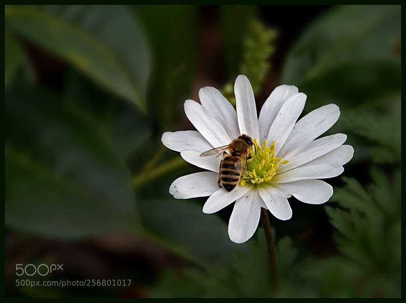 Sony Alpha DSLR-A300 sample photo. Anemone with visitor photography