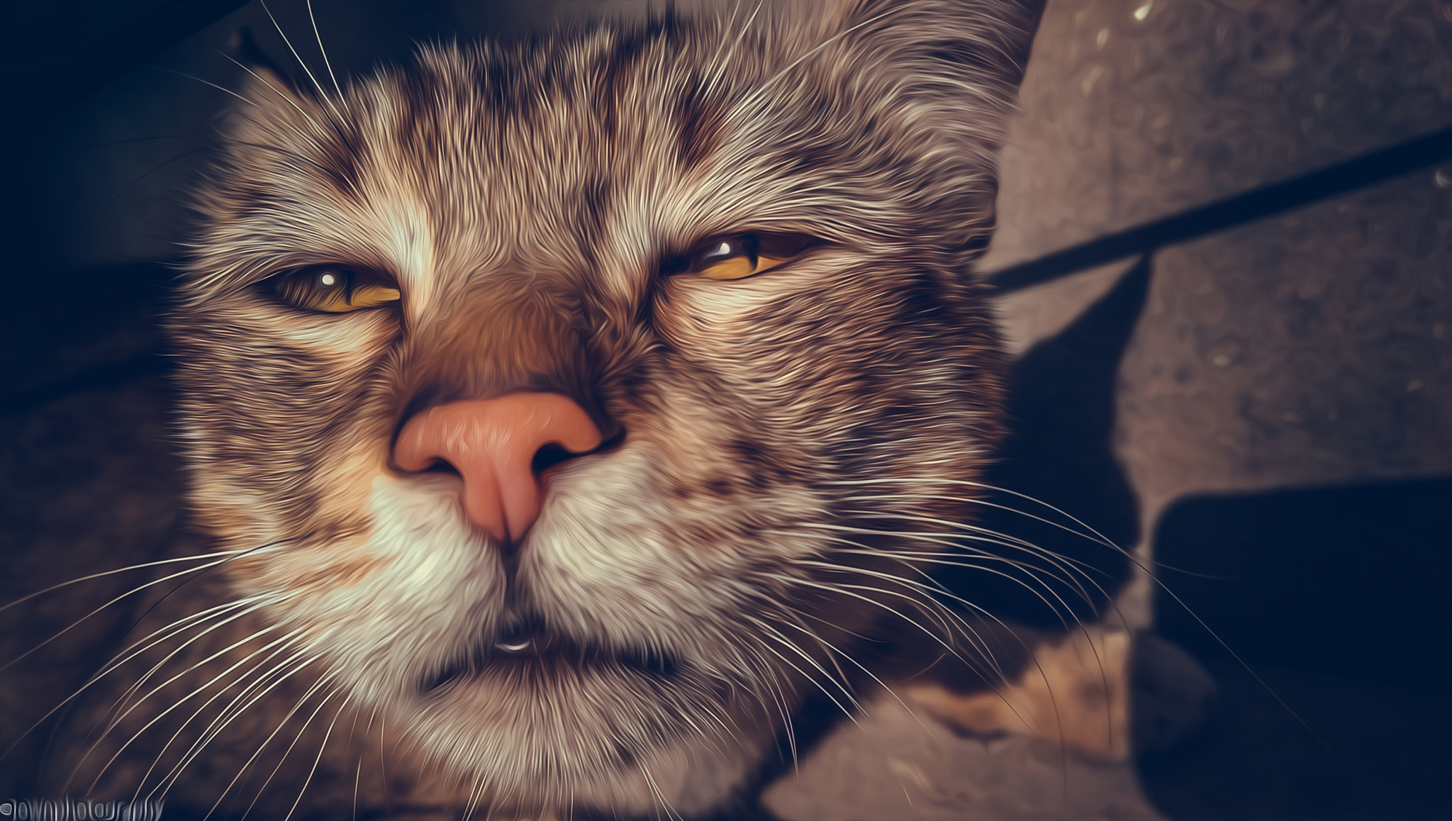HTC ONE M8 sample photo. Cat.. photography