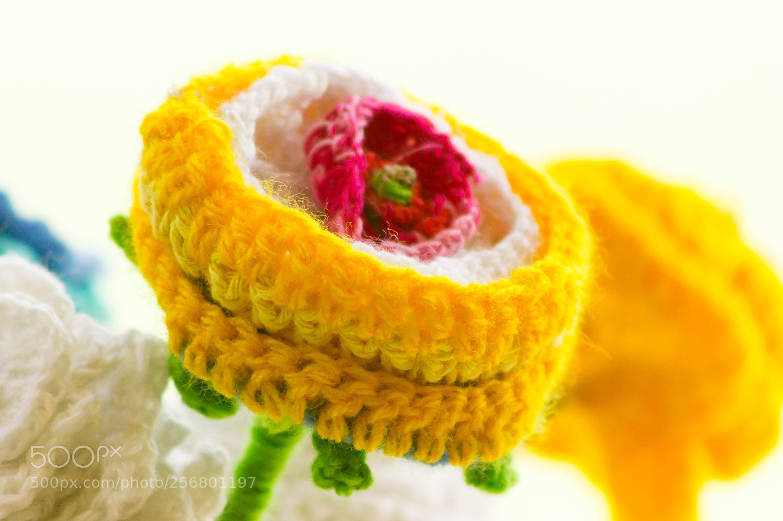 Canon EOS 550D (EOS Rebel T2i / EOS Kiss X4) sample photo. Woolen flower photography
