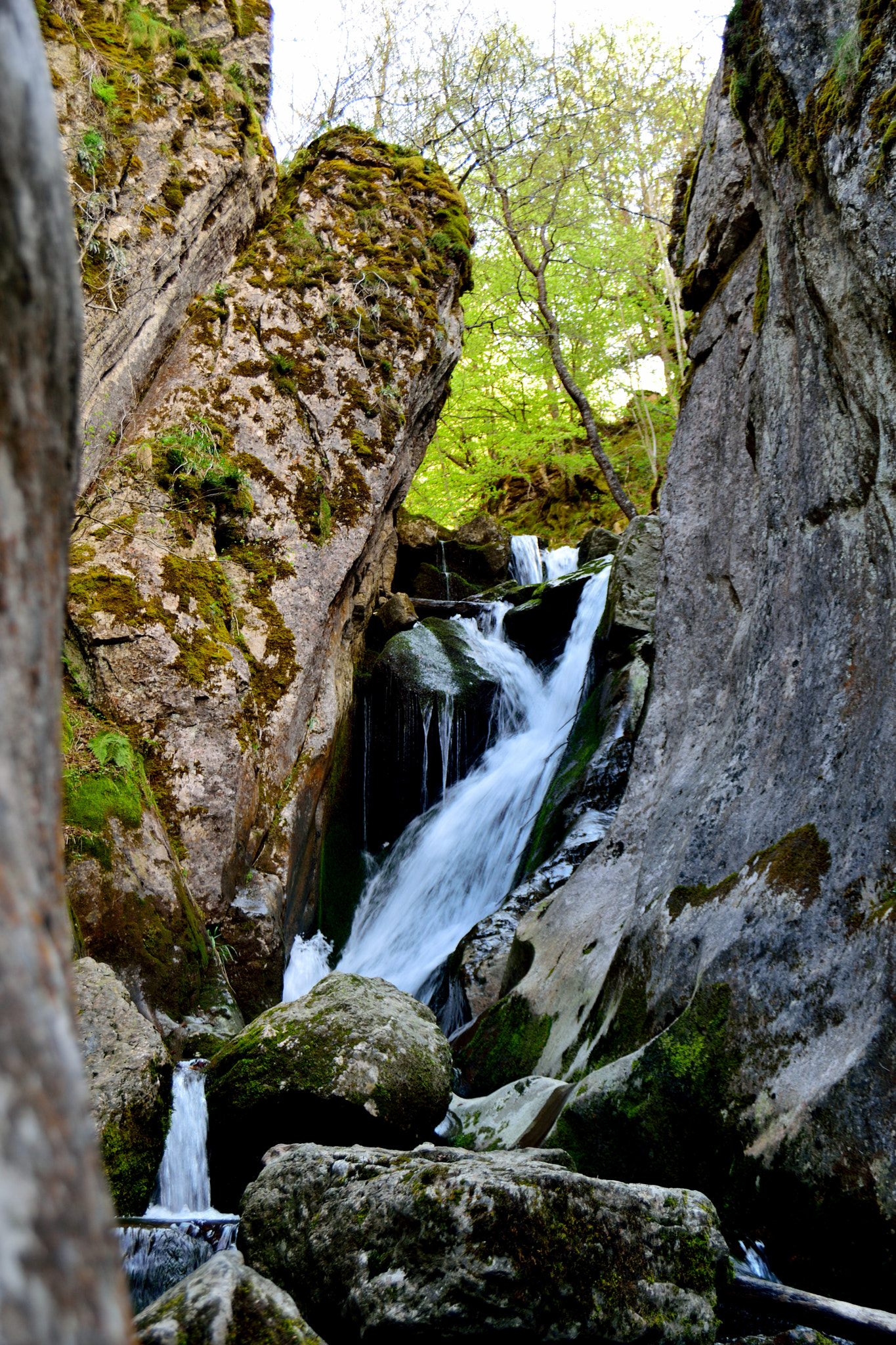 Nikon D3300 sample photo. Por el hayedo photography