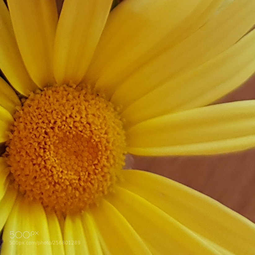 Samsung Galaxy S8 sample photo. Yellow flower. photography