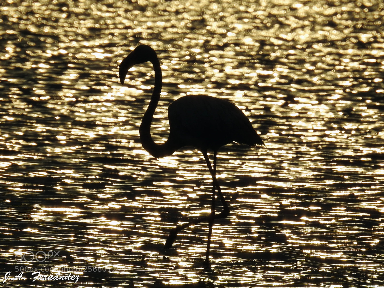Nikon Coolpix P900 sample photo. Flamenco - flamingo photography