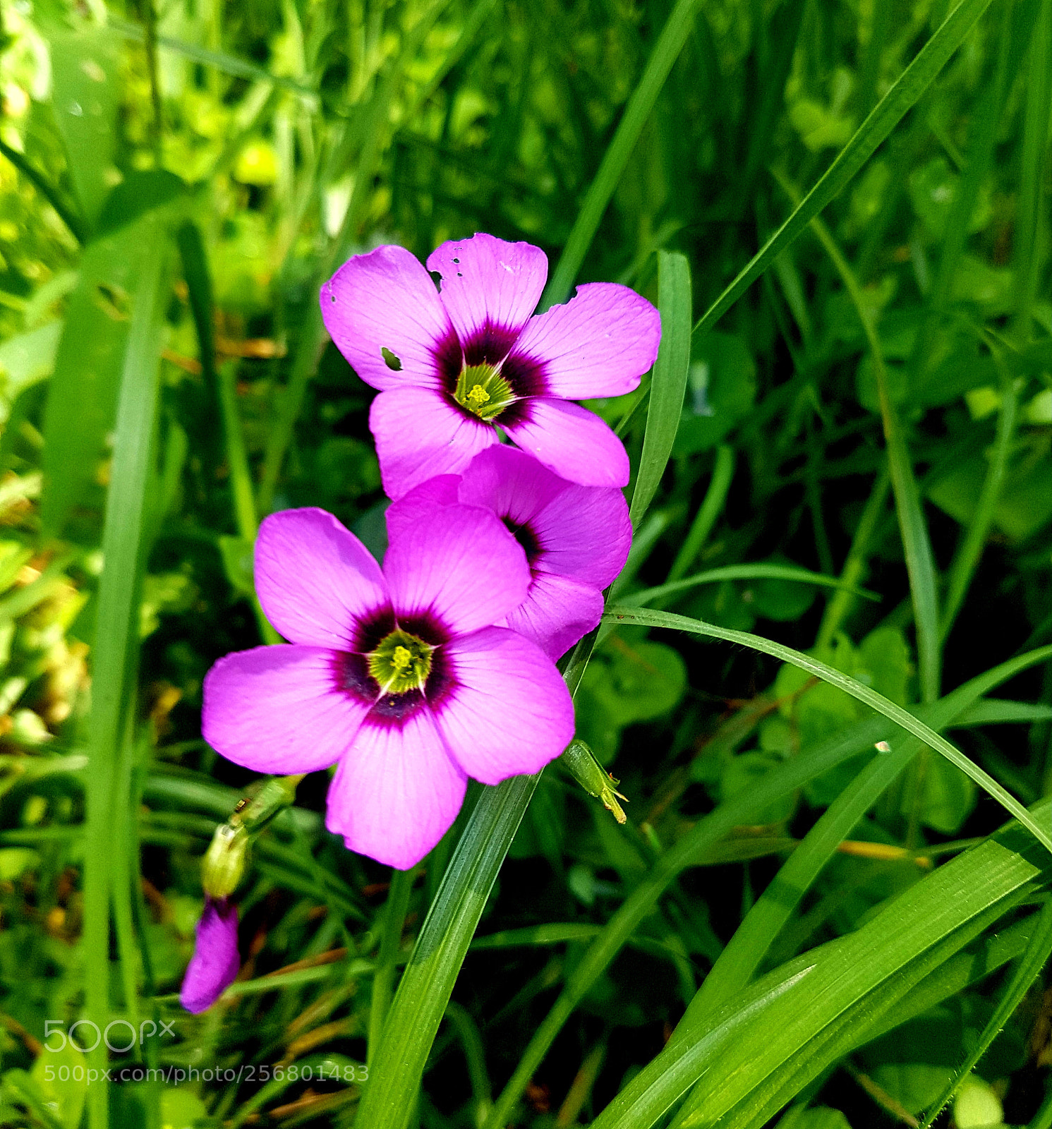 Samsung Galaxy S7 sample photo. Untitled photography