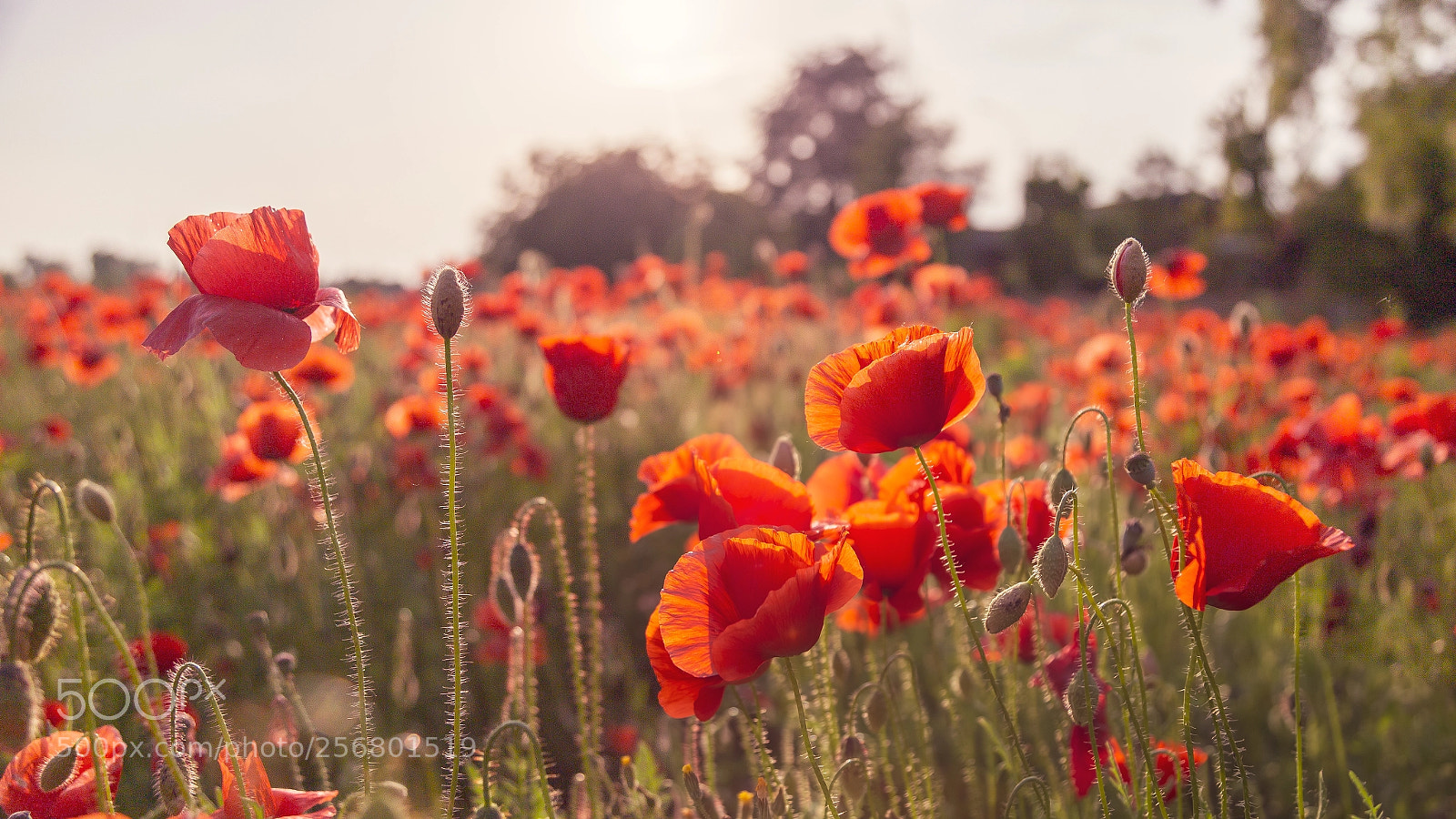 Canon EOS 6D sample photo. Poppies photography