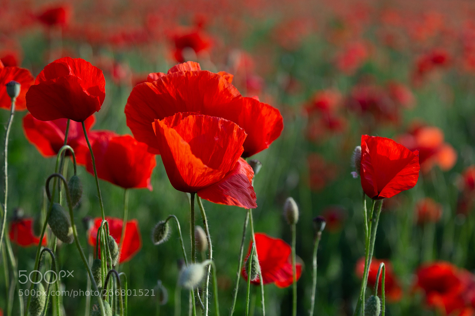 Canon EOS 6D sample photo. Poppies photography