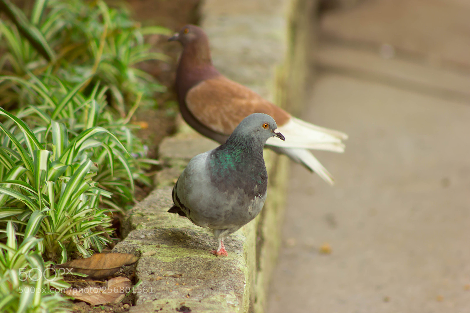 Canon EOS 550D (EOS Rebel T2i / EOS Kiss X4) sample photo. Urban pigeons photography