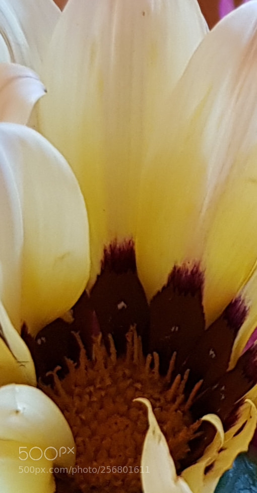 Samsung Galaxy S8 sample photo. Pretty petals. photography
