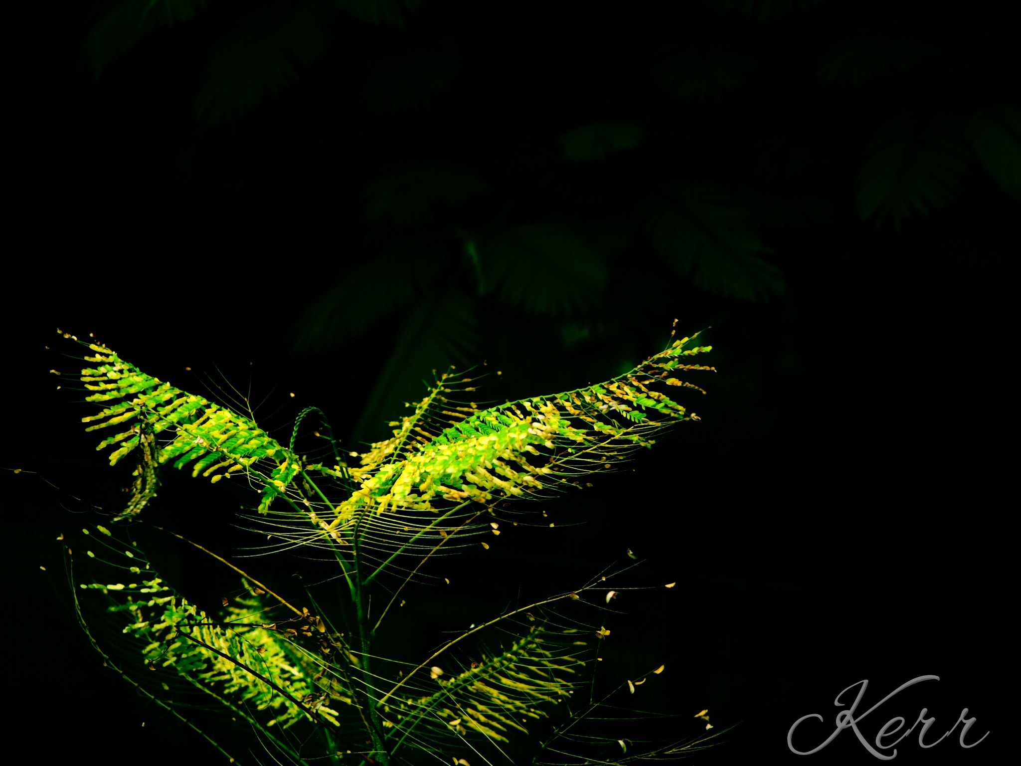 Olympus PEN E-P5 sample photo. It’s like birds having wings fly high. photography