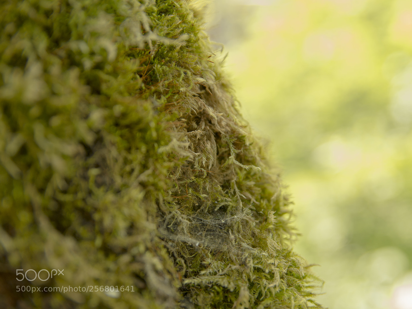 Nikon D7200 sample photo. Mossy tree photography