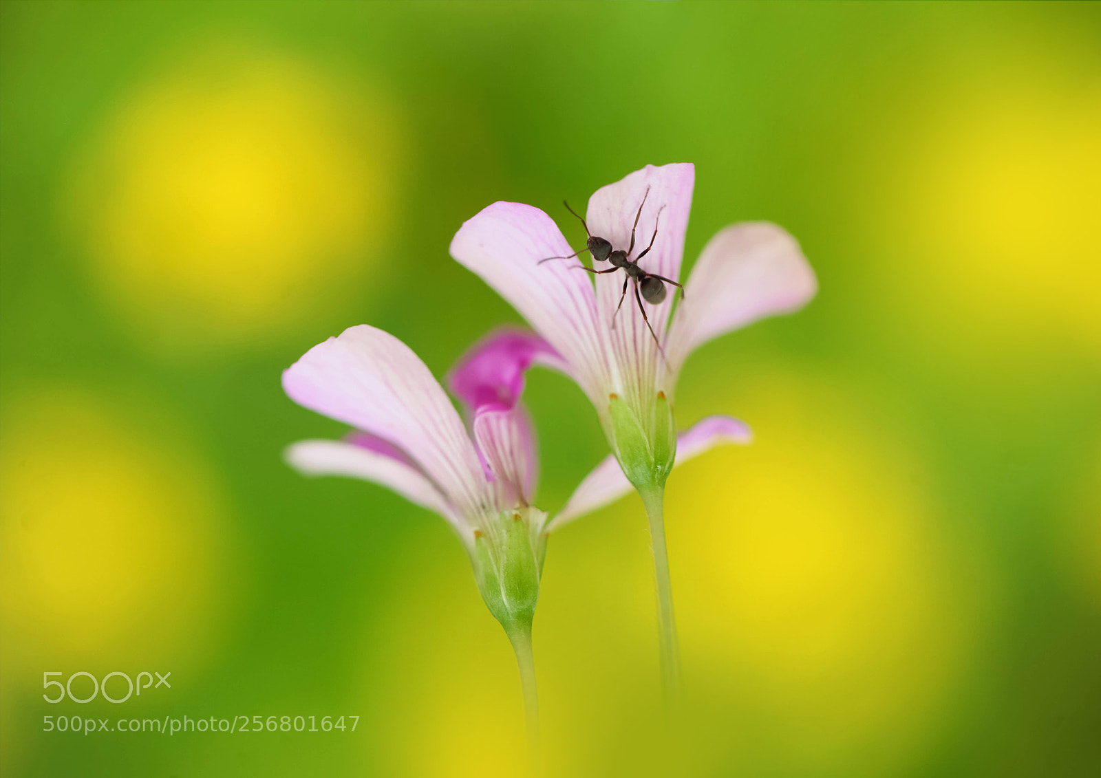 Canon EOS 5D Mark II sample photo. It's a small world photography