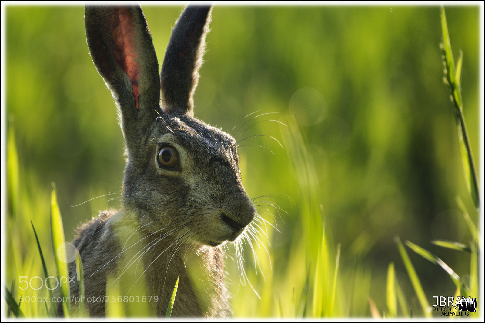 Nikon D7200 sample photo. Hare portrait photography