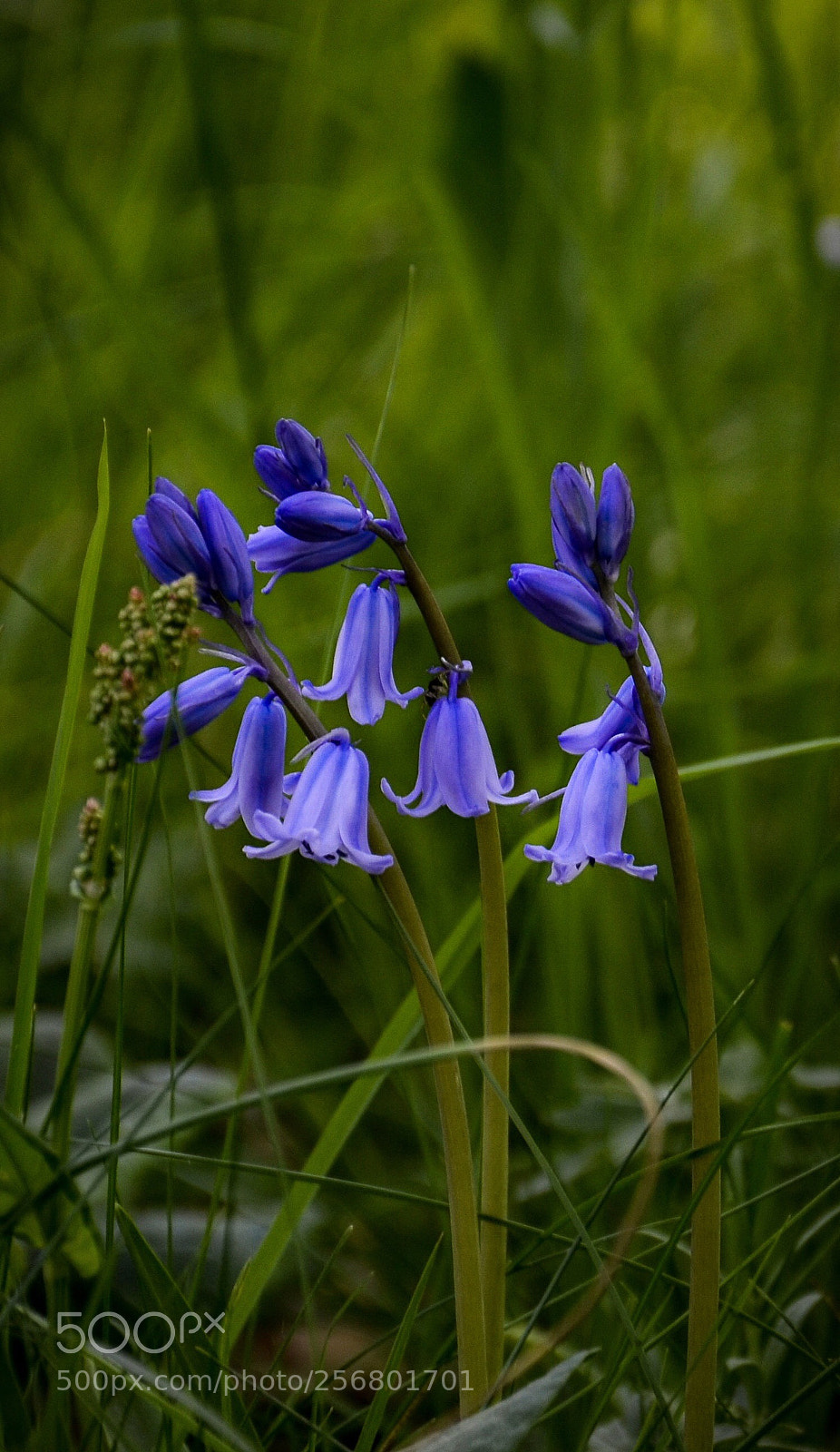 Nikon D7000 sample photo. Meadow** photography