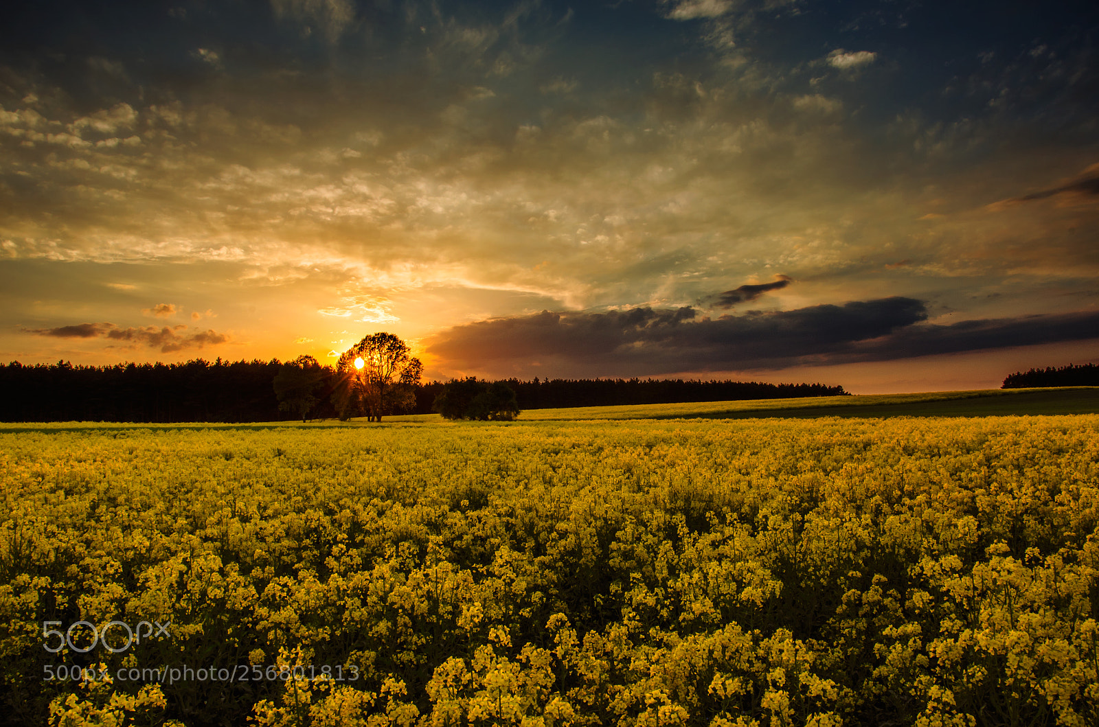 Nikon D5100 sample photo. Among golden fields photography