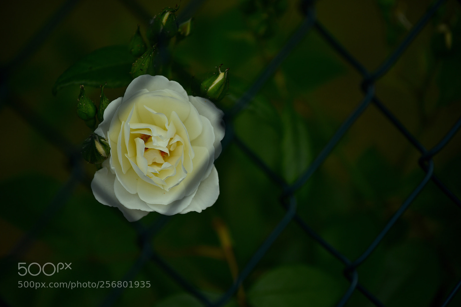 Nikon D750 sample photo. White rose  photography