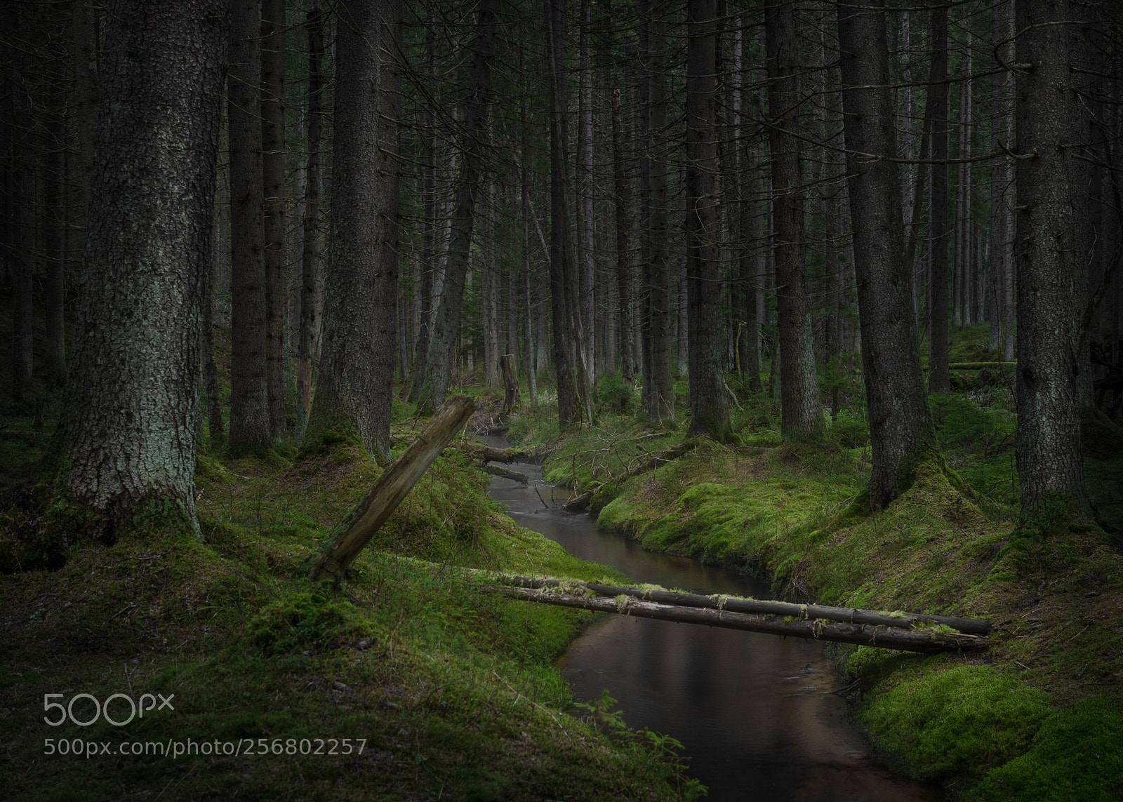 Nikon D7000 sample photo. Morning in the forest photography