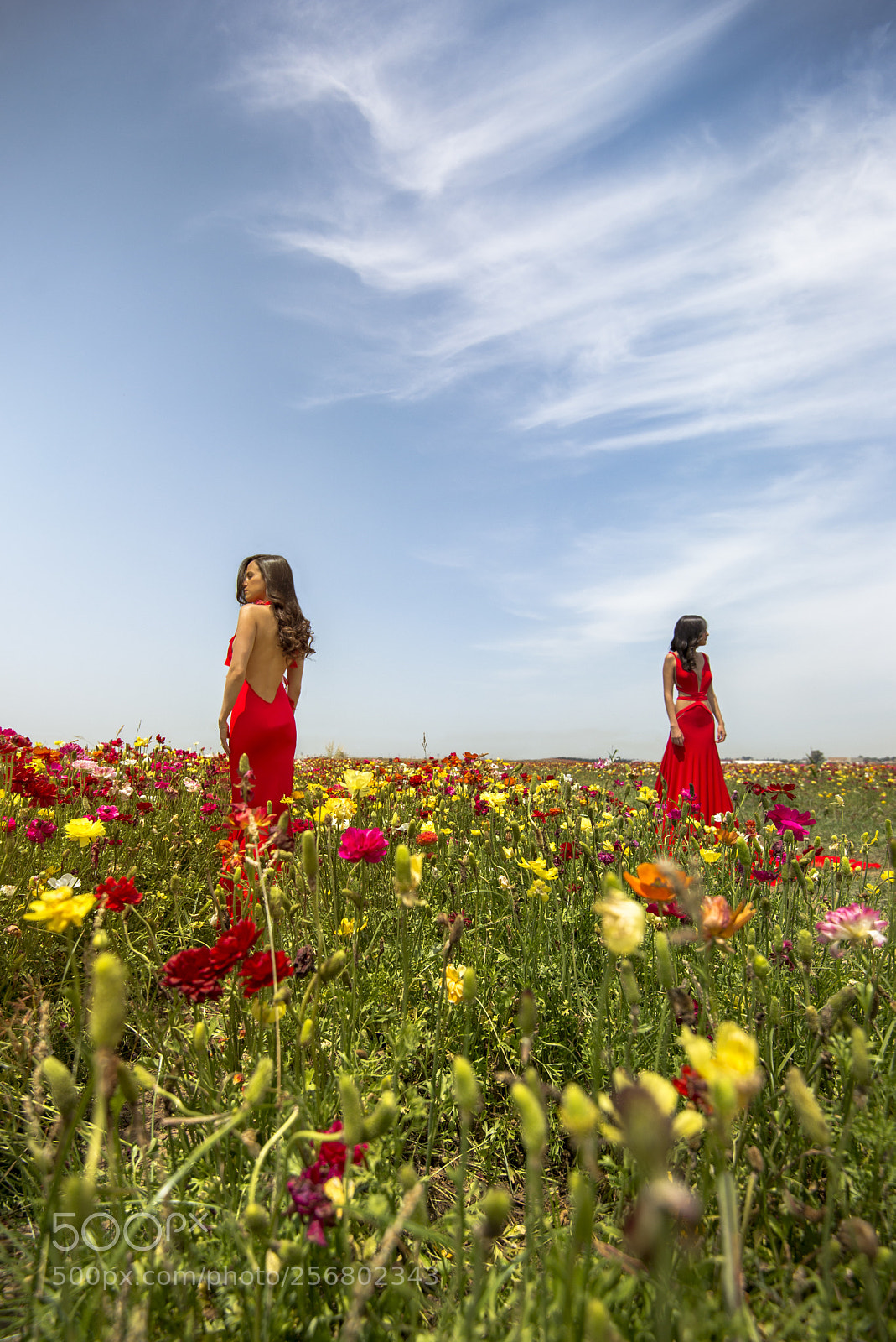 Nikon D610 sample photo. Red power photography