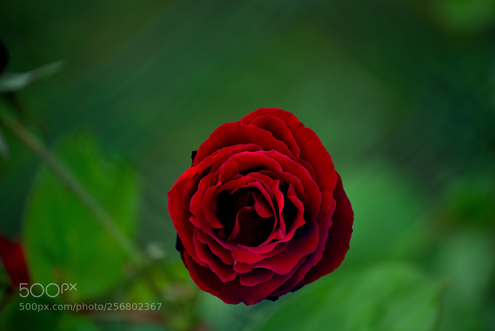 Nikon D750 sample photo. The rose   photography