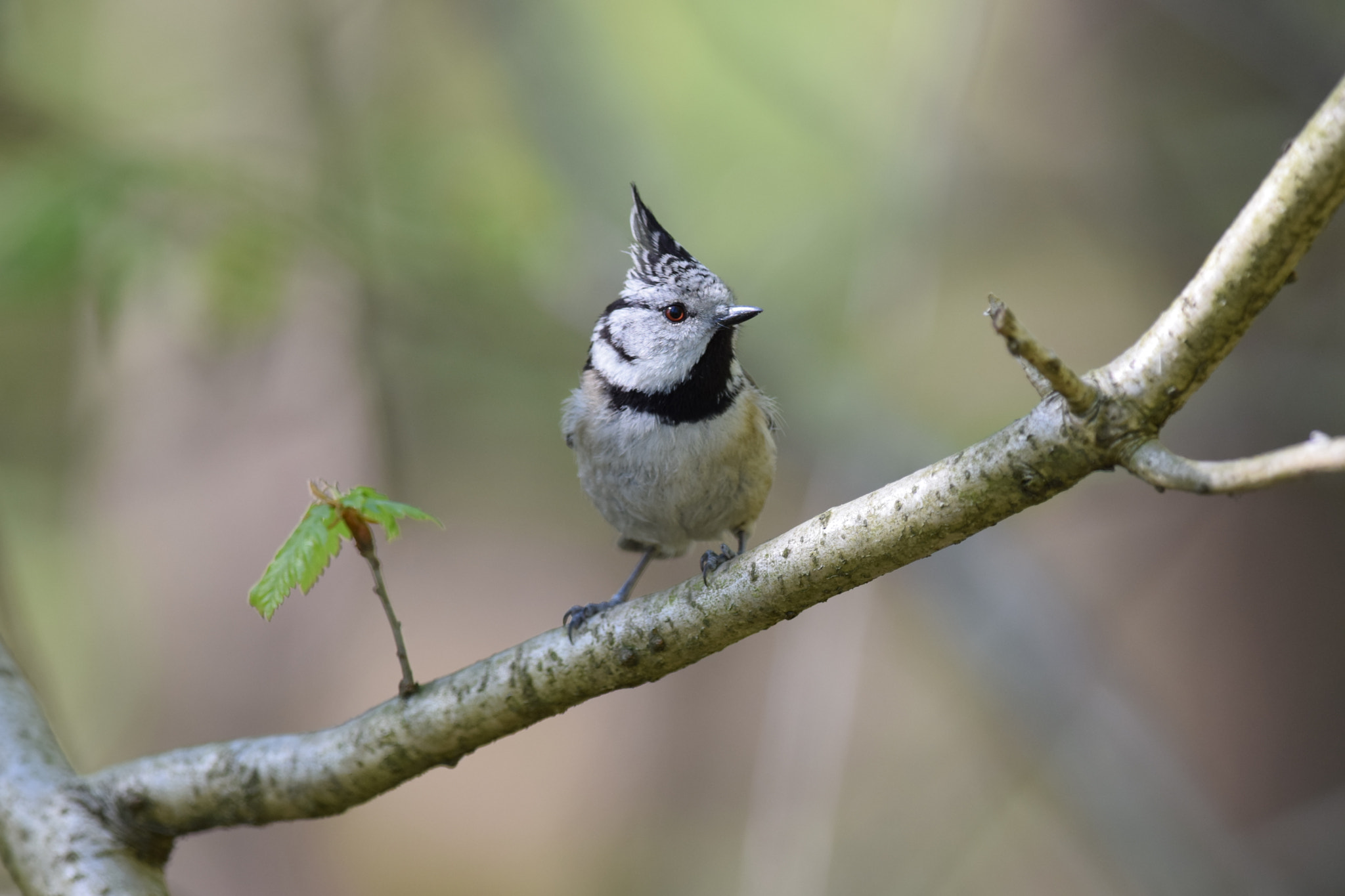 Nikon D5300 + Nikon AF-S Nikkor 300mm F4D ED-IF sample photo. European crested. (lophophanes cristatus) photography