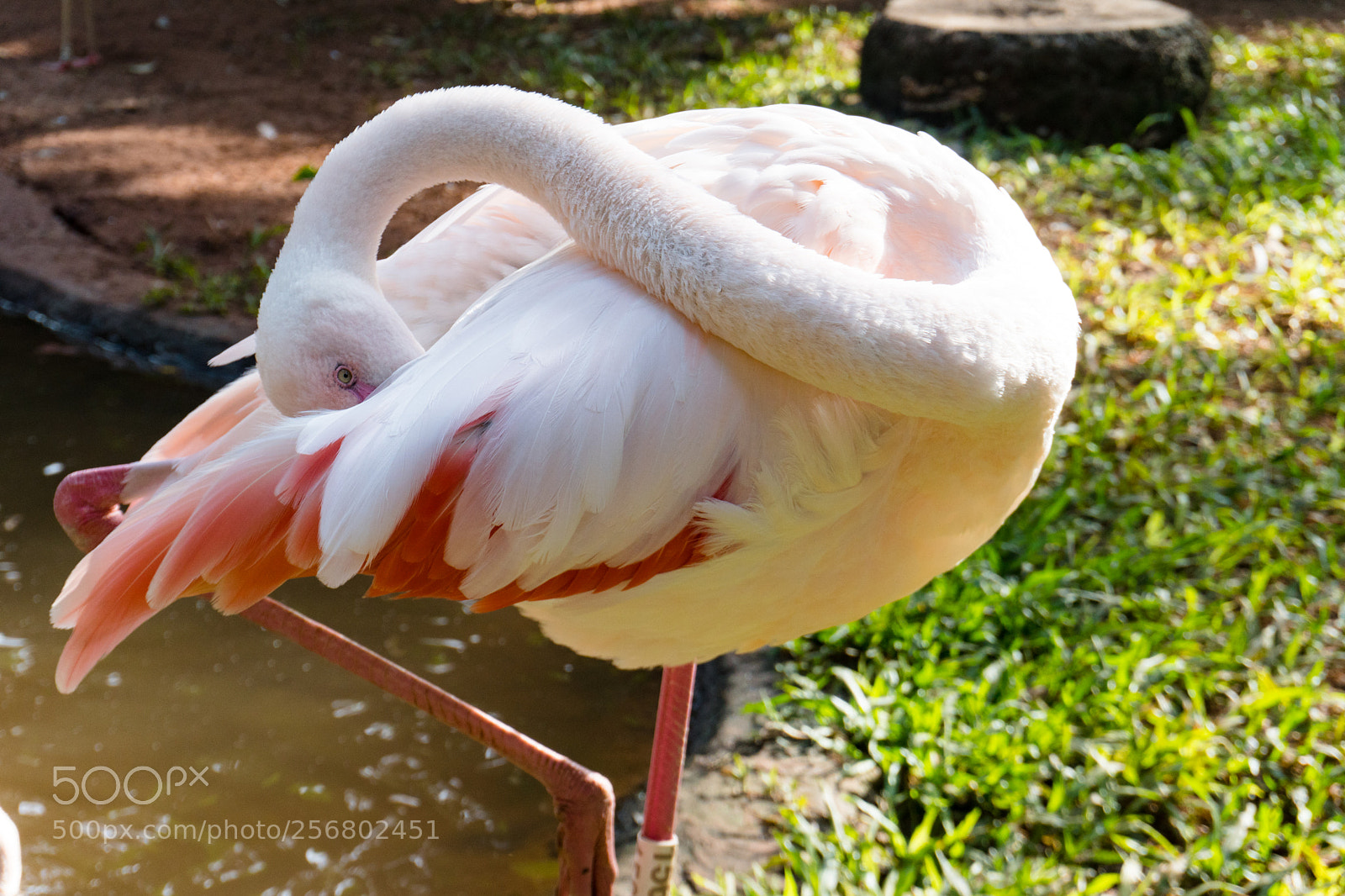 Sony a6300 sample photo. Flamingo photography