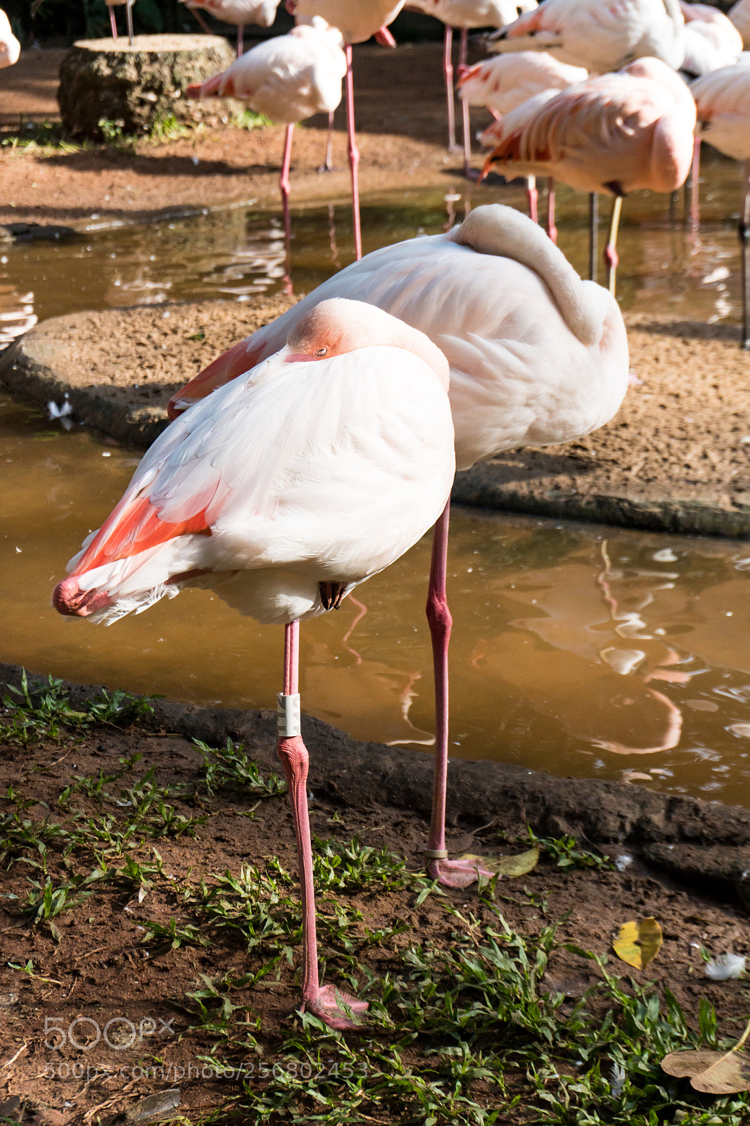 Sony a6300 sample photo. Flamingo photography