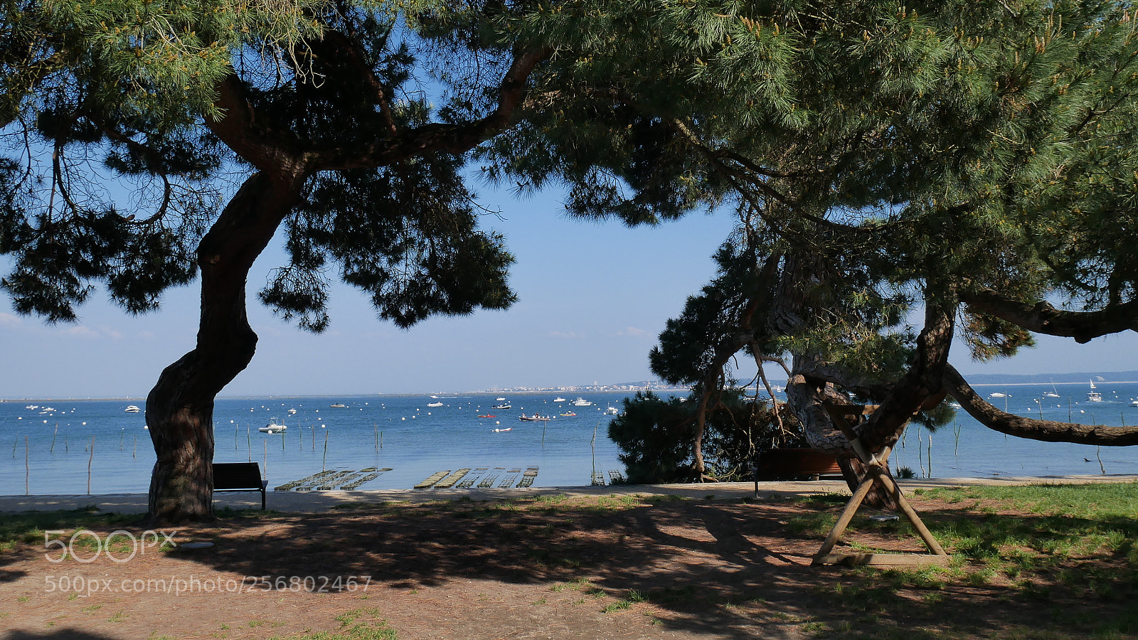 Panasonic Lumix DMC-GX85 (Lumix DMC-GX80 / Lumix DMC-GX7 Mark II) sample photo. Pines by the sea photography
