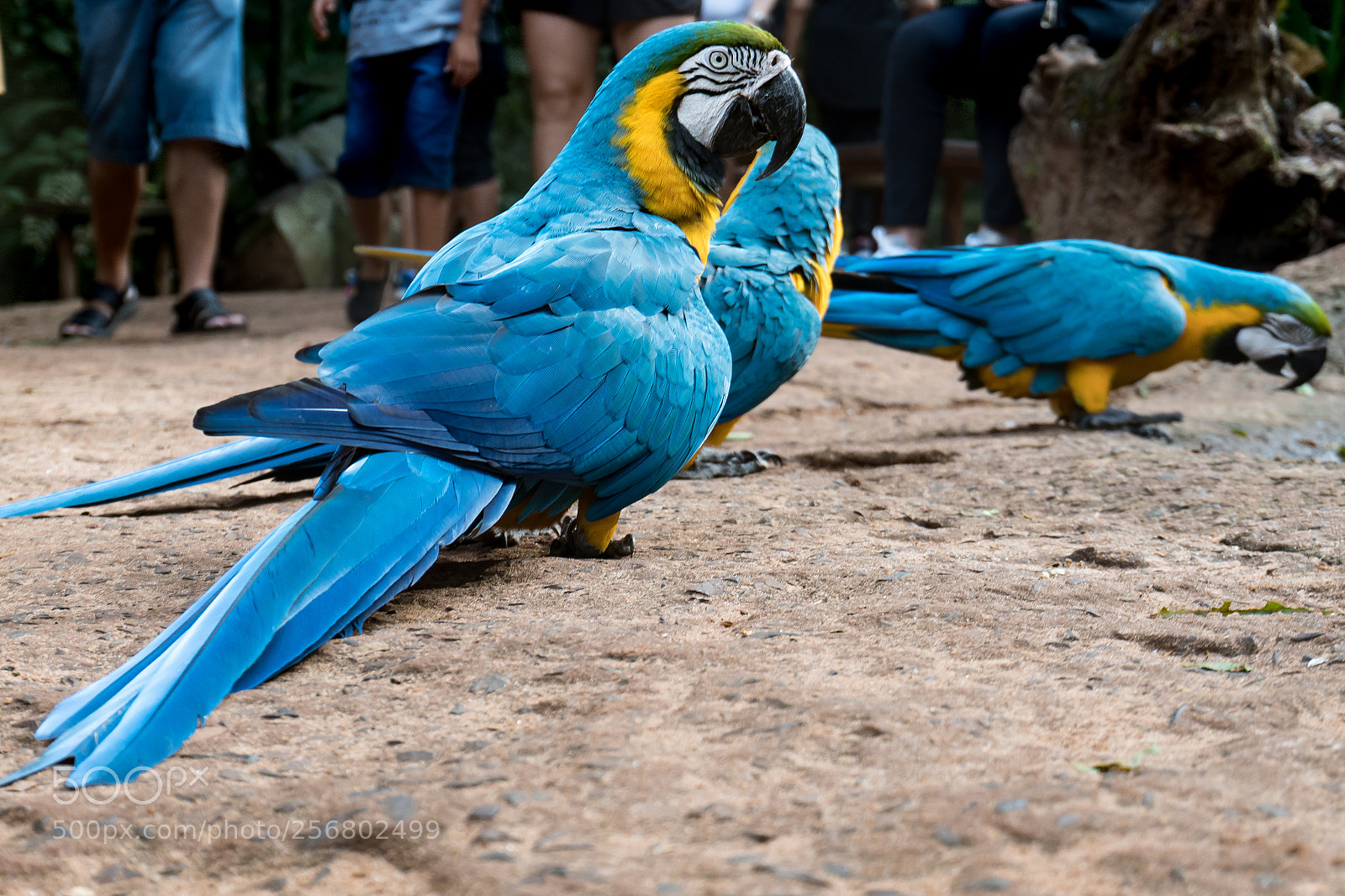 Sony a6300 sample photo. Blue arara photography