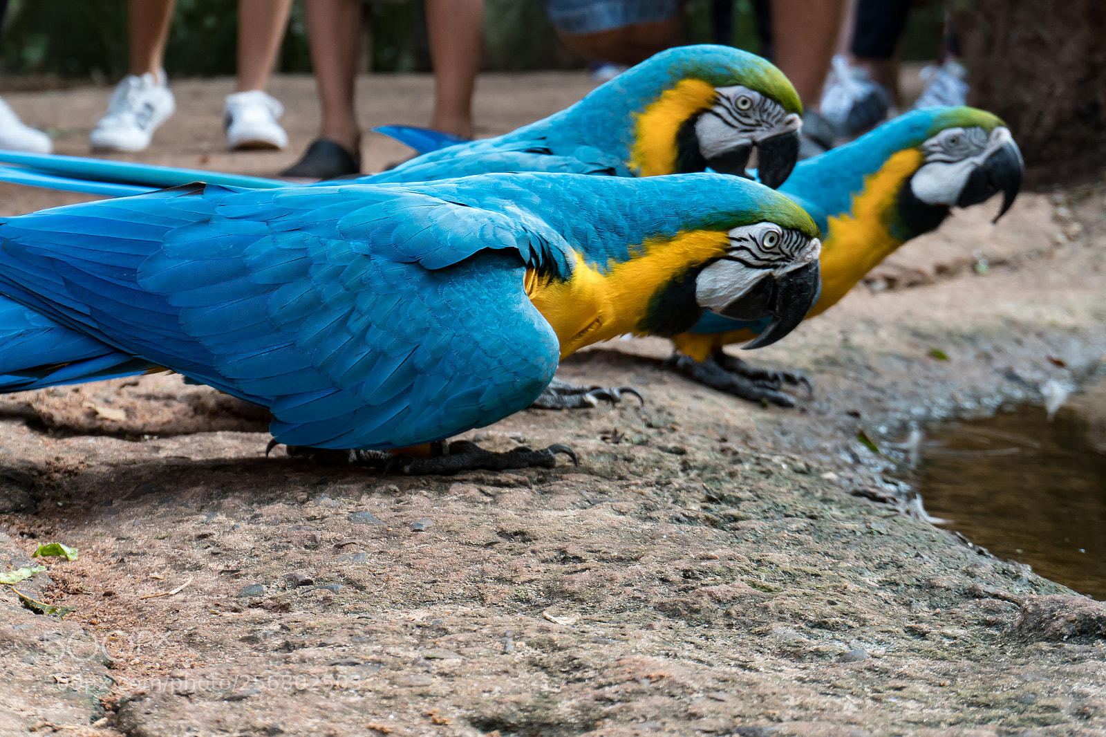Sony a6300 sample photo. Blue arara photography