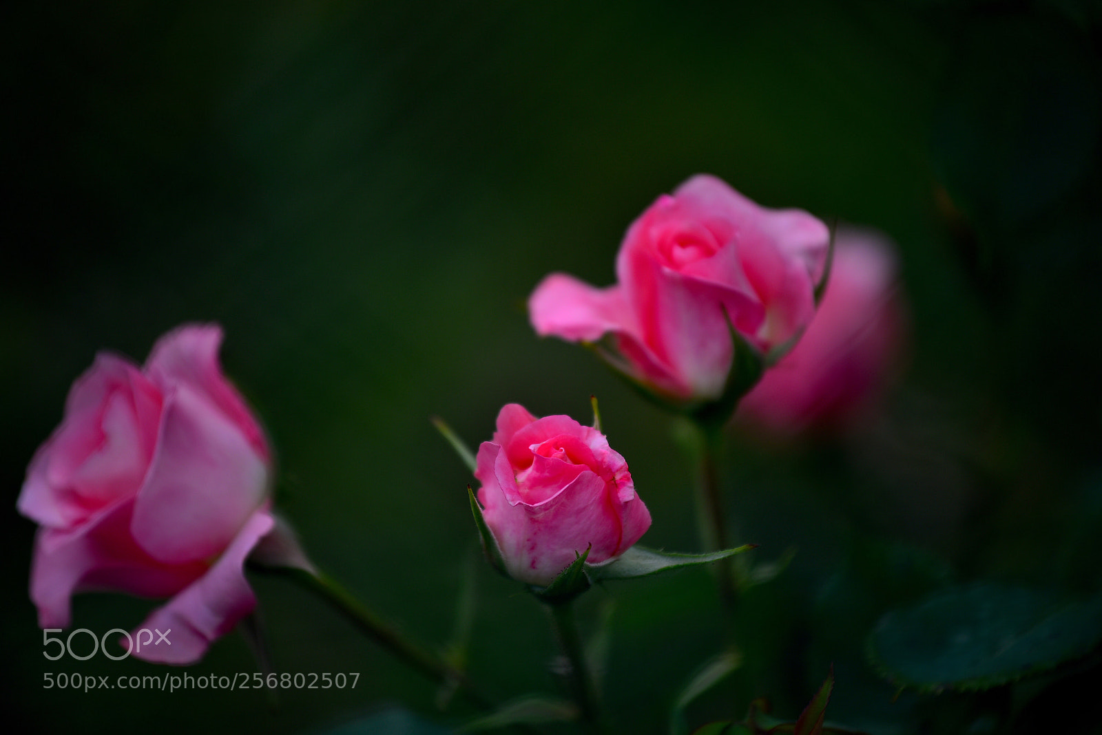 Nikon D750 sample photo. 3 rose  photography