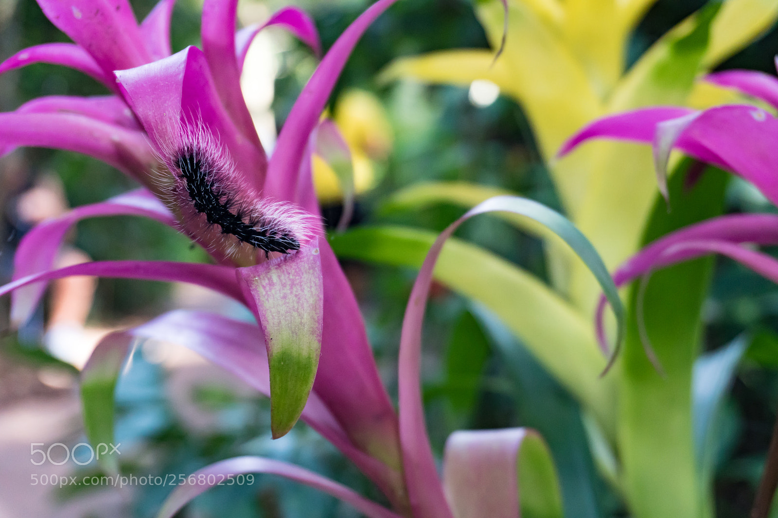 Sony a6300 sample photo. Flower photography