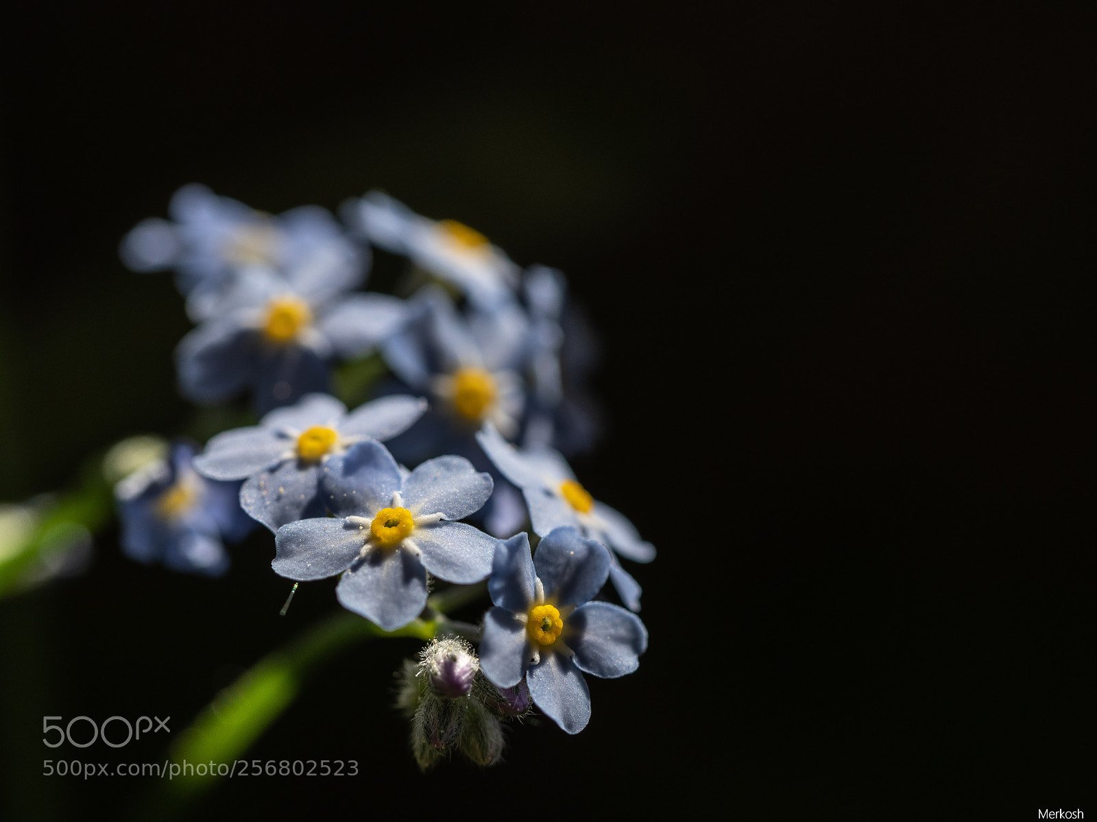 Olympus OM-D E-M1 Mark II sample photo. Forget me not photography