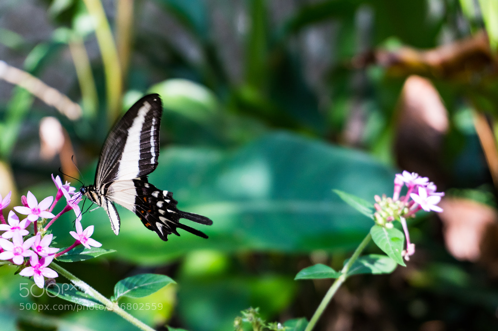 Sony a6300 sample photo. Butterfly photography