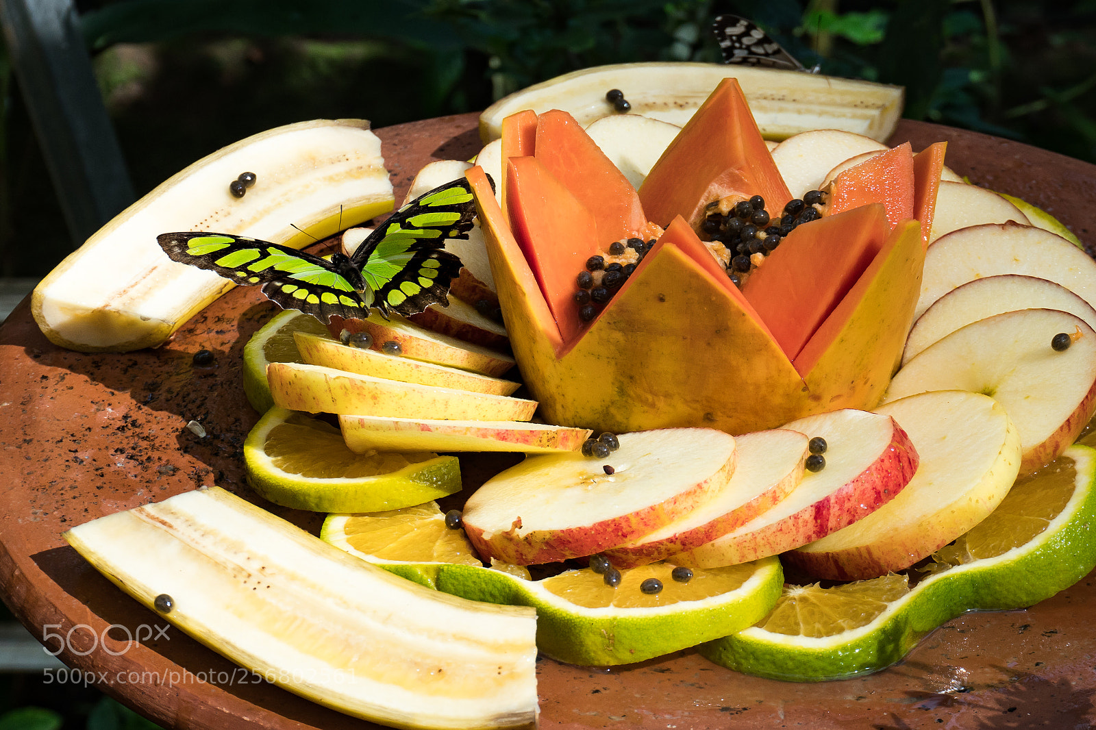 Sony a6300 sample photo. Butterfly and fruit photography