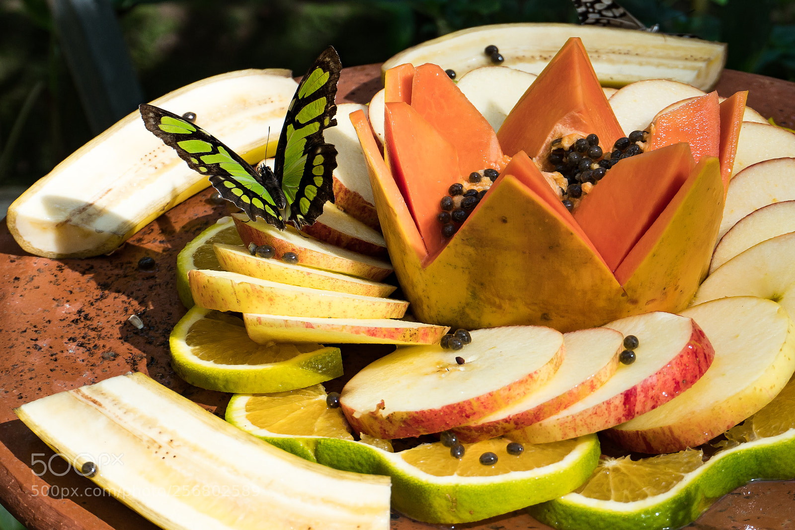 Sony a6300 sample photo. Butterfly and fruit photography