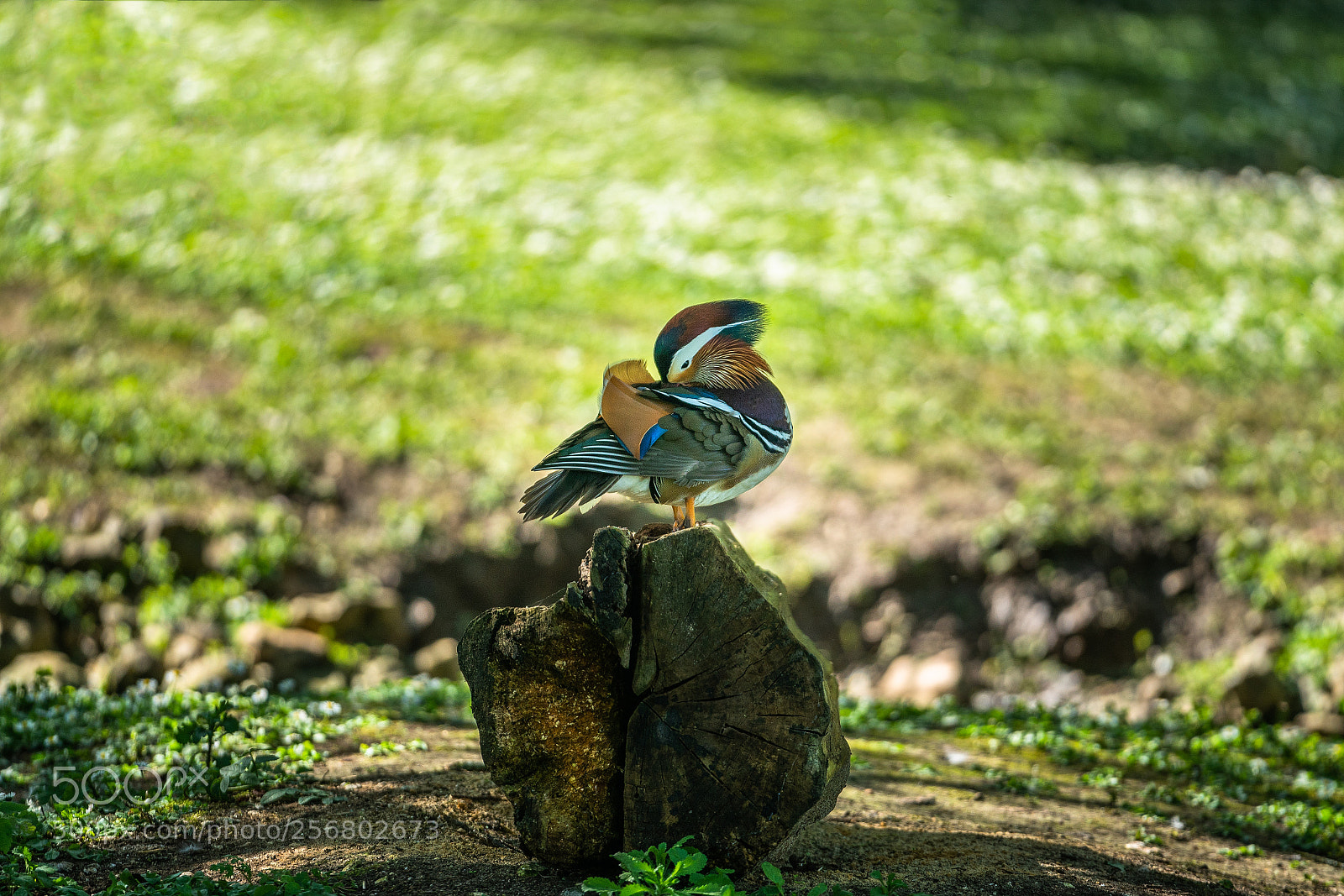 Sony a7R II sample photo. Mandarin duck photography