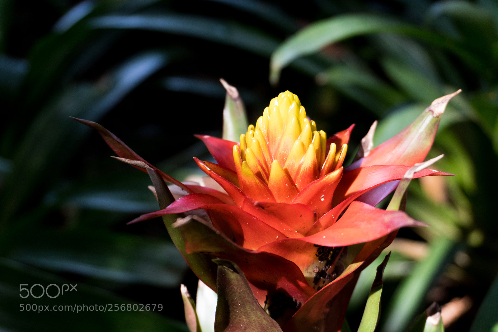 Sony a6300 sample photo. Flower photography