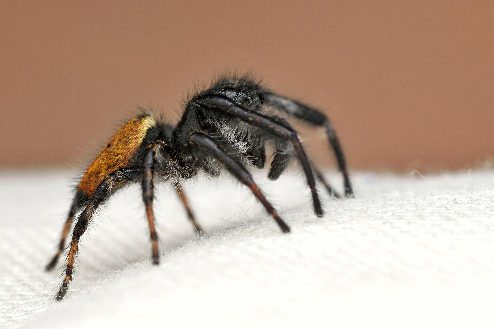 Nikon D3300 sample photo. Carrhotus xanthogramma male photography