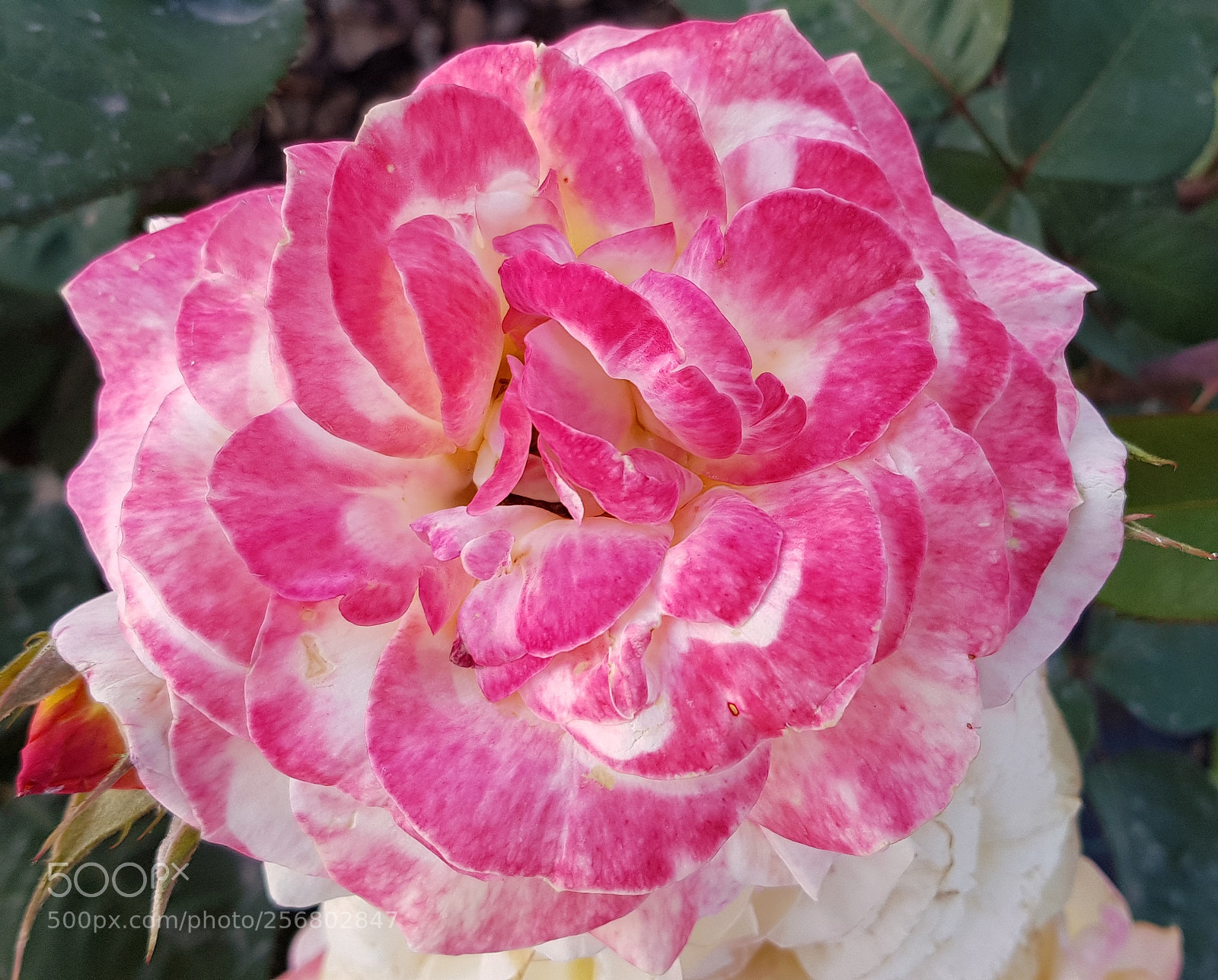 Samsung Galaxy S8 sample photo. The flower photography