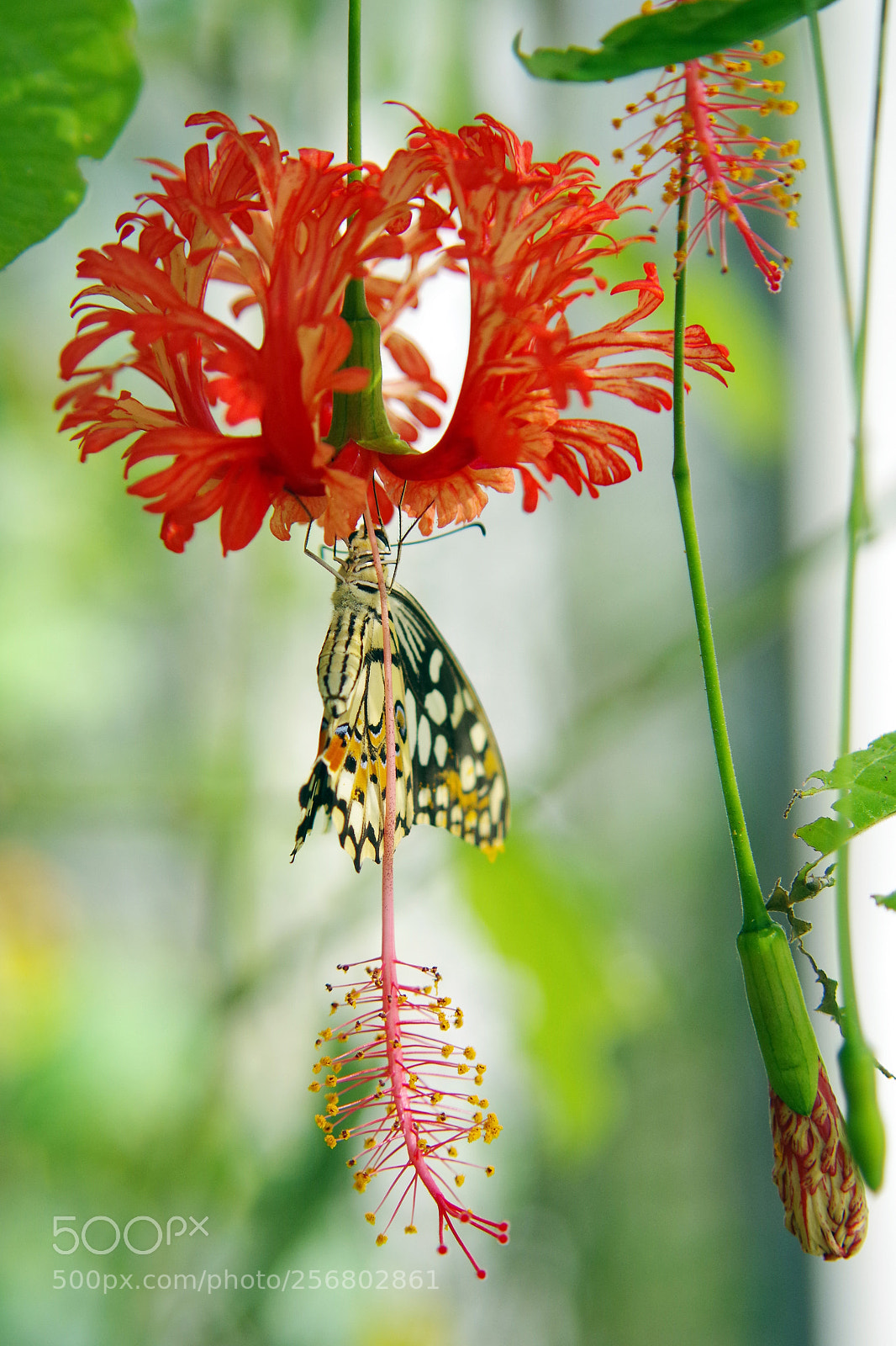 Pentax K-S2 sample photo. Red flower with butterfly photography