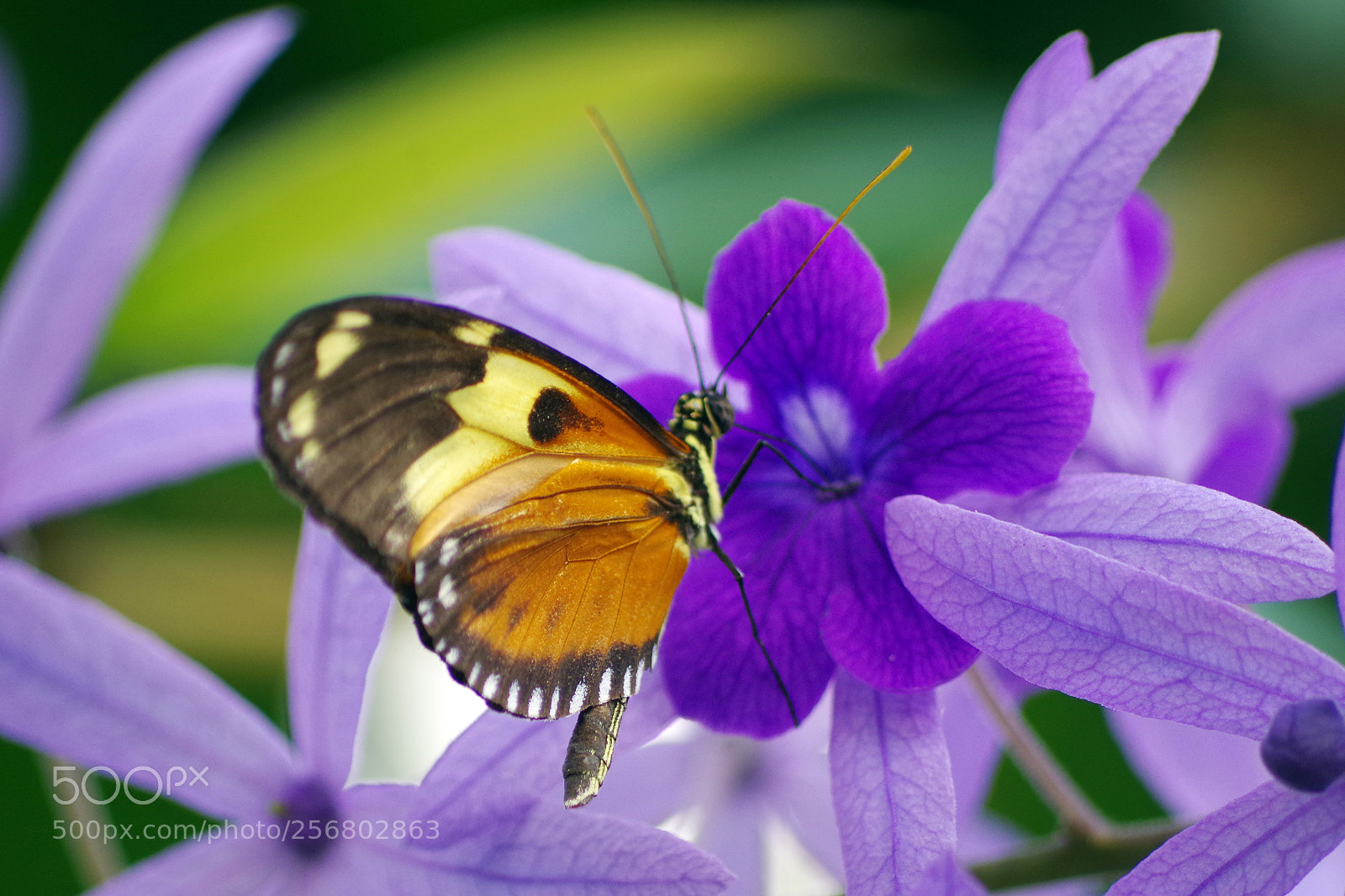 Pentax K-S2 sample photo. Complementary colors photography