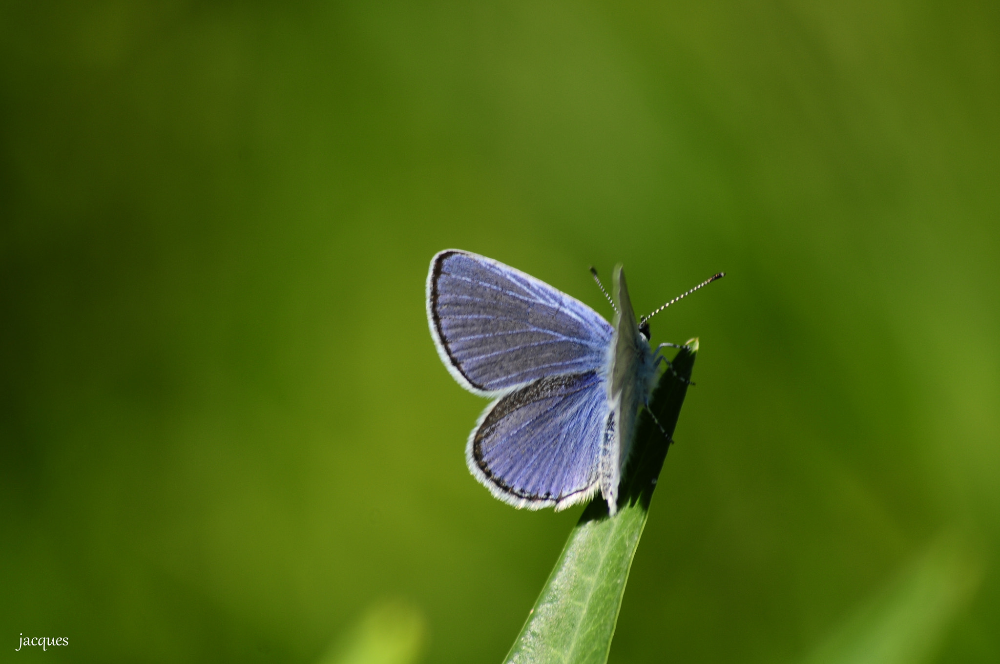 Nikon D300 + Sigma 70-300mm F4-5.6 APO DG Macro sample photo. Butterfly photography