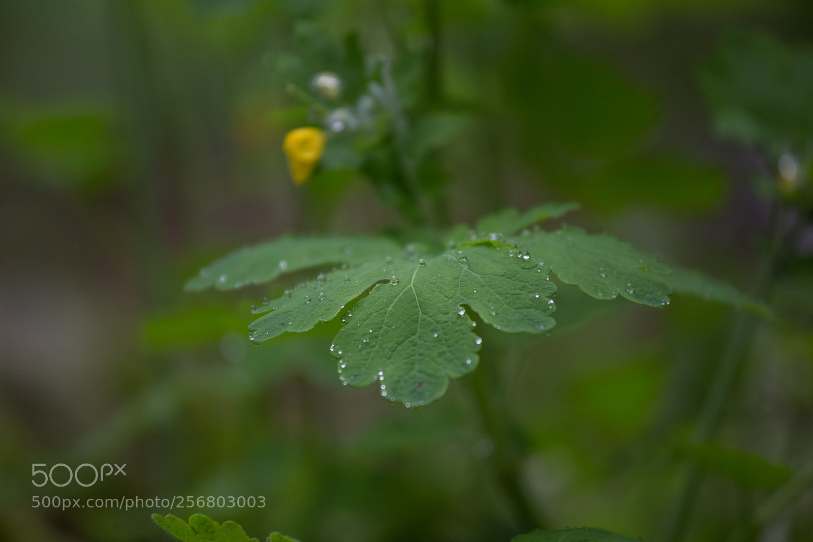 Canon EOS 6D sample photo. Subtle nature photography