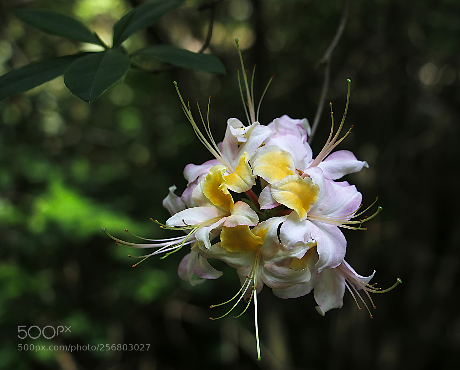 Canon EOS 80D sample photo. Viráglabda photography