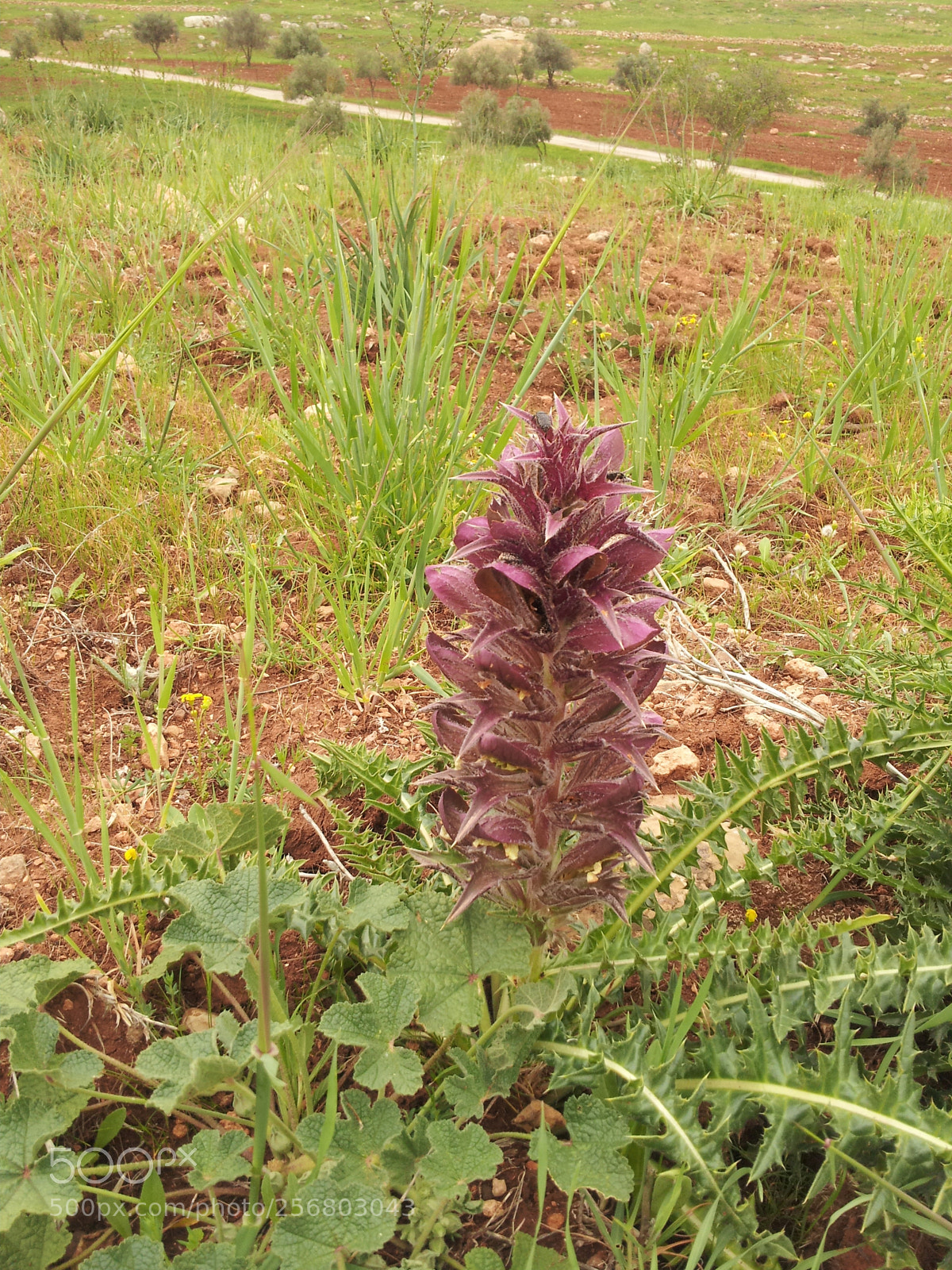 Samsung Galaxy S2 sample photo. Wild photography