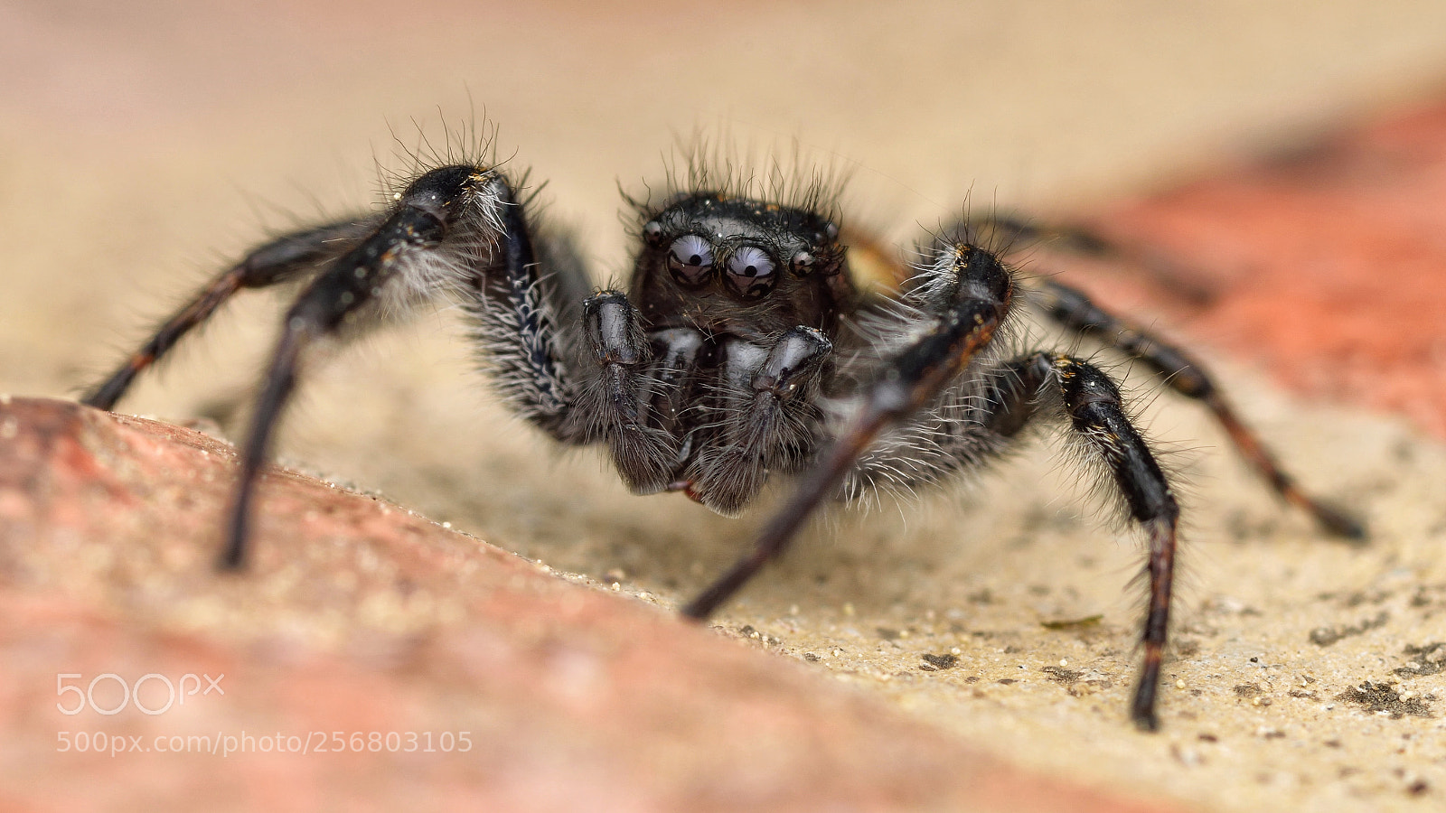 Nikon D3300 sample photo. Carrhotus xanthogramma male(2) photography