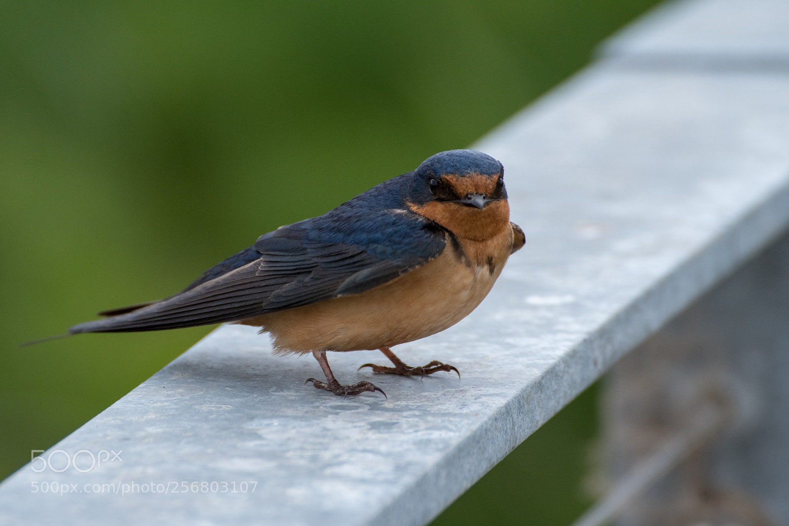Nikon D500 sample photo. Barn swallow on fence photography