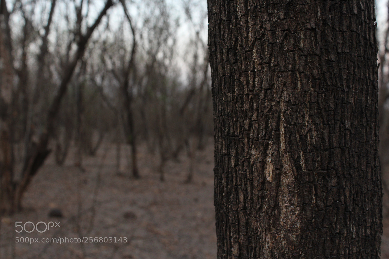 Canon EOS 700D (EOS Rebel T5i / EOS Kiss X7i) sample photo. Woodland photography