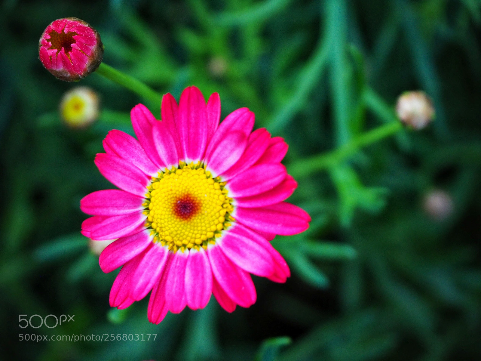 Olympus OM-D E-M10 III sample photo. Spring in pink | izmir photography